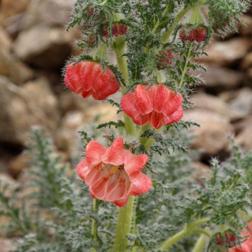 Caiophora chuquitensis. La Puna.