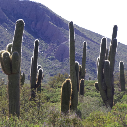 Changement de paysage avec ces cactus chandelle. La Puna