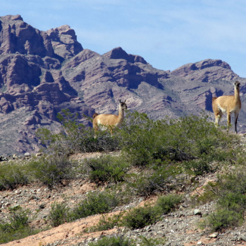 Nos premiers Guanacos. La Puna