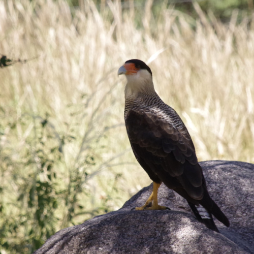 Un Carancho (Caracara plancus). La Puna.