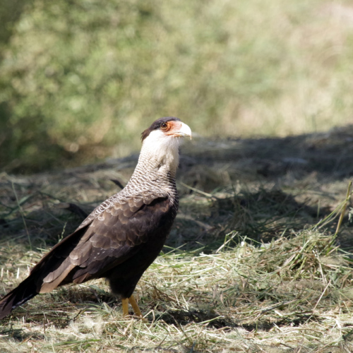 Un Carancho (Caracara plancus). La Puna.