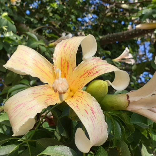 Ceiba speciosa ou arbre bouteille.
Fleur. La Puna.