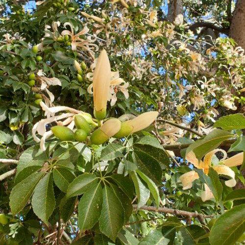 Ceiba speciosa ou arbre bouteille.
Arbre en fleur. La Puna.