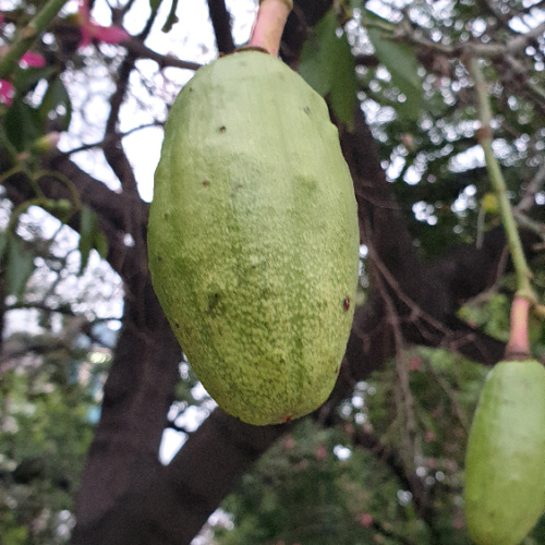 Ceiba speciosa ou arbre bouteille.
Le fruit. La Puna.