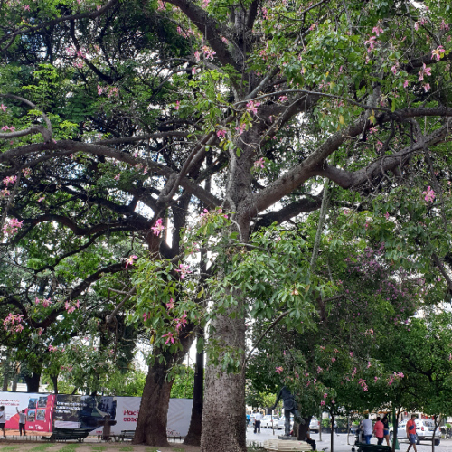 Ceiba speciosa ou arbre bouteille. La Puna.