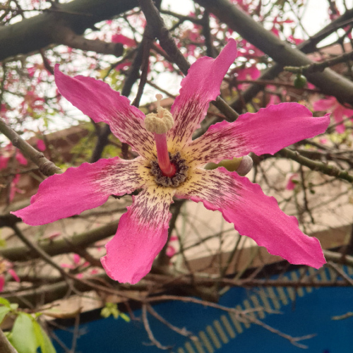 Ceiba speciosa ou arbre bouteille.
Fleur. La Puna.