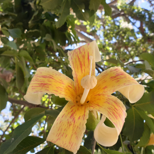 Ceiba speciosa ou arbre bouteille.
Fleur. La Puna.
