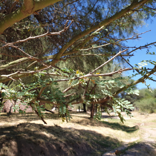 Cercidium praecox, Bréa. La Puna.