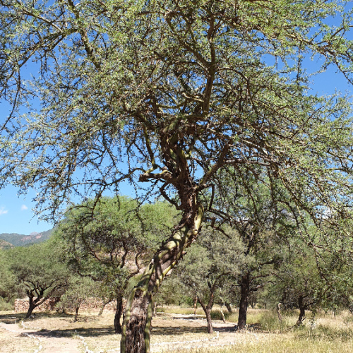 Cercidium praecox, Bréa. La Puna.