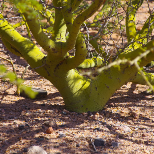 Cercidium praecox, Bréa. La Puna.