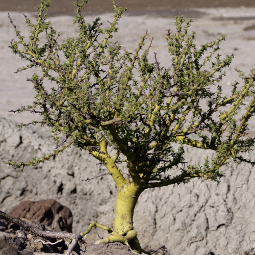 Cercidium praecox, Bréa. La Puna.