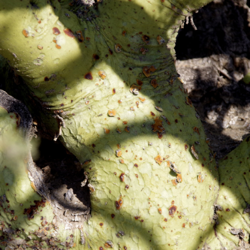Cercidium praecox, Bréa. La Puna.