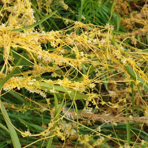 Cuscuta campestris ou cuscute champêtre. La Puna.