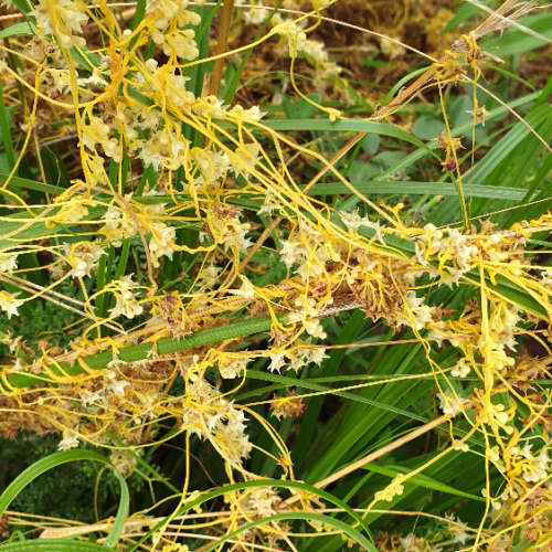 Cuscuta campestris ou cuscute champêtre. La Puna.