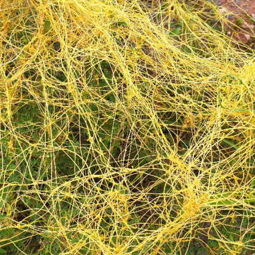 Cuscuta campestris ou cuscute champêtre. La Puna.