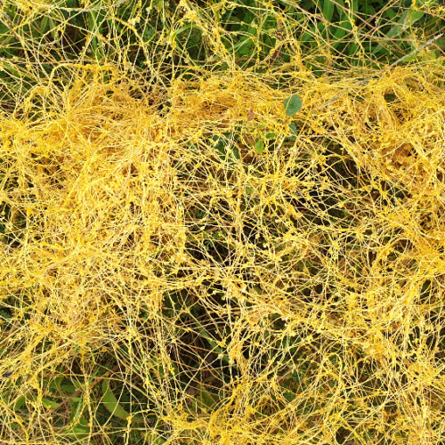 Cuscuta campestris ou cuscute champêtre. La Puna.