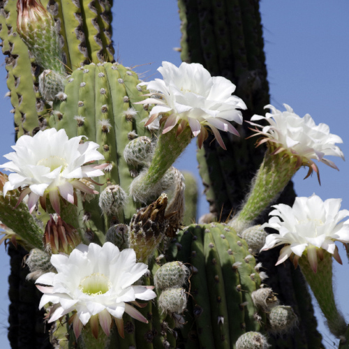 Cactus en fleur. La Puna.