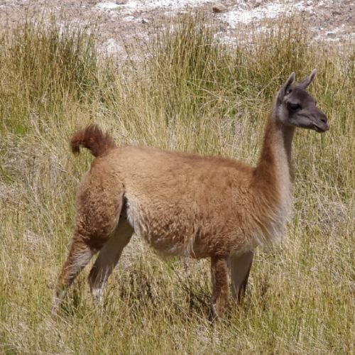 Guanaco sur la route pour la Laguna Brava. La Puna.