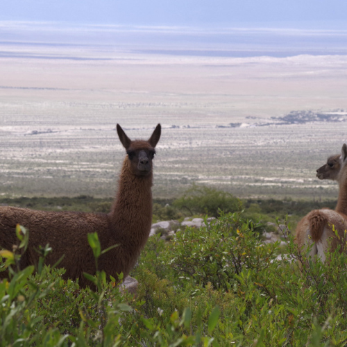 Guanacos sur la route. La Puna.