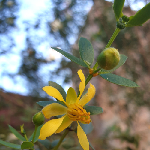Mentzelia hispida ou pega ropa (colle aux vètements). La Puna.