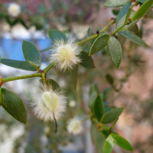 Mentzelia hispida ou pega ropa (colle aux vètements). La Puna.