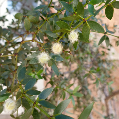 Mentzelia hispida ou pega ropa (colle aux vètements). La Puna.