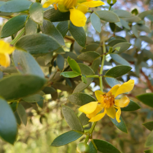 Mentzelia hispida ou pega ropa (colle aux vètements). La Puna.