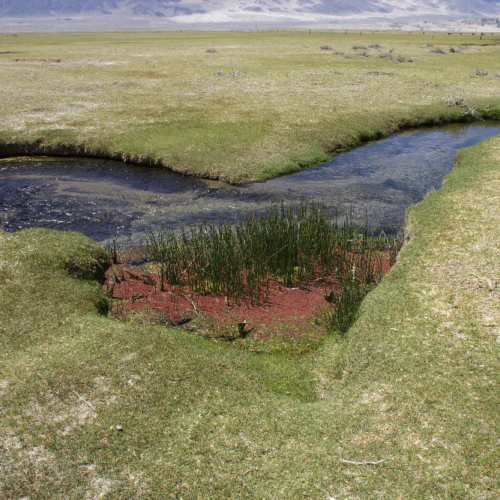 Havre de verdure dans la Laguna Blanca. La Puna.
