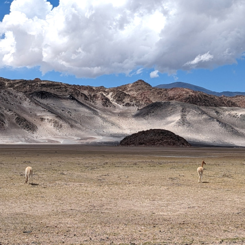 Laguna Blanca avec des vigognes. La Puna.
