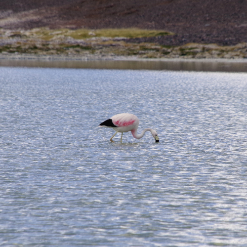 Laguna Brava. La Puna.