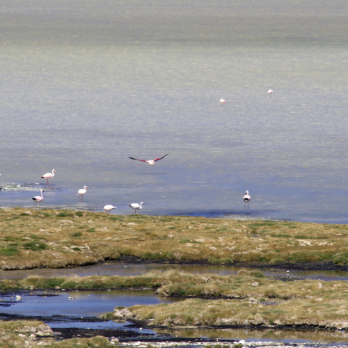Laguna Brava. La Puna.