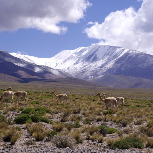 Laguna Carachi Pampa et Campo de Piedra Pomez. La Puna.