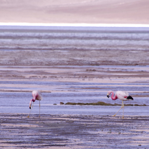 Laguna de los Aparejos. La Puna.