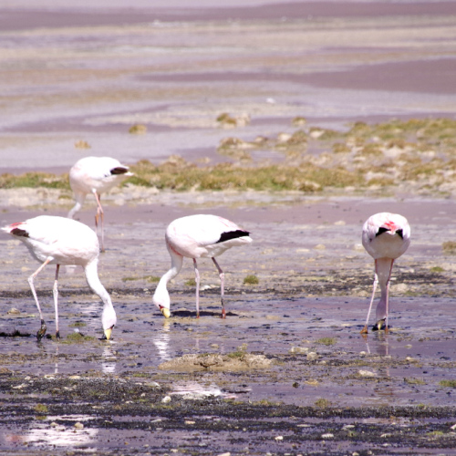 Laguna de los Aparejos. La Puna.