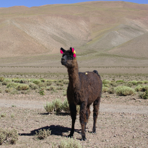 Un lama décoré par son propriétaire. La Puna.