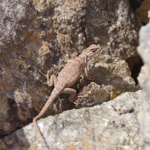 Un lézard dérangé pendant sa sieste. La Puna.