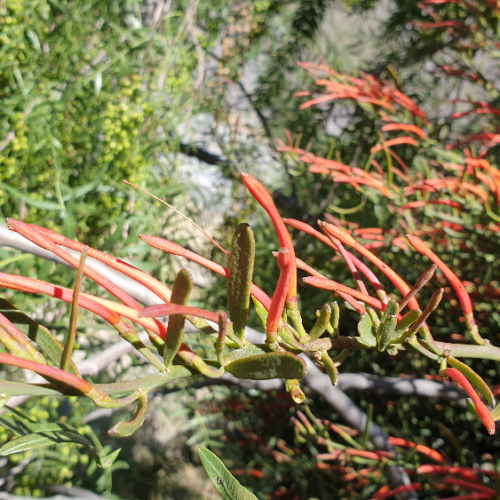 Ligaria cuneifolia ou muérdago, criollo, liga, liguilla. La Puna.