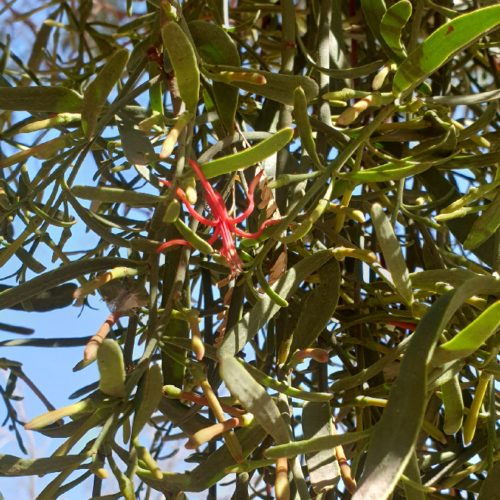 Ligaria cuneifolia ou muérdago, criollo, liga, liguilla. La Puna.