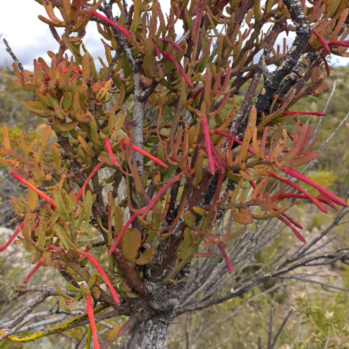 Ligaria cuneifolia ou muérdago, criollo, liga, liguilla. La Puna.