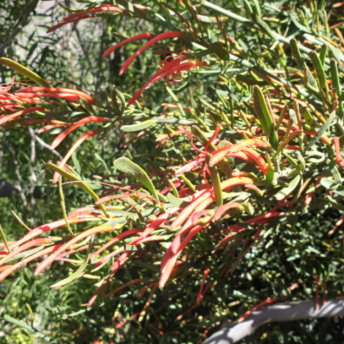 Ligaria cuneifolia ou muérdago, criollo, liga, liguilla. La Puna.