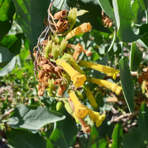 Nicotiana glauca ou Tabac arborescent. La Puna.