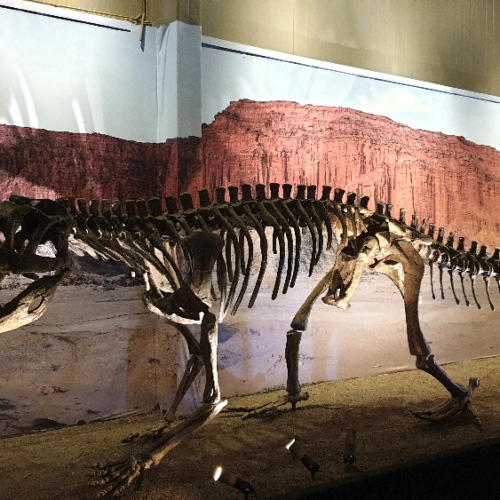 Le Musée du Parc d'Ischigualasto. La Puna.