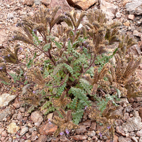 Phacelia integrifolia ou Phacélie. La Puna.