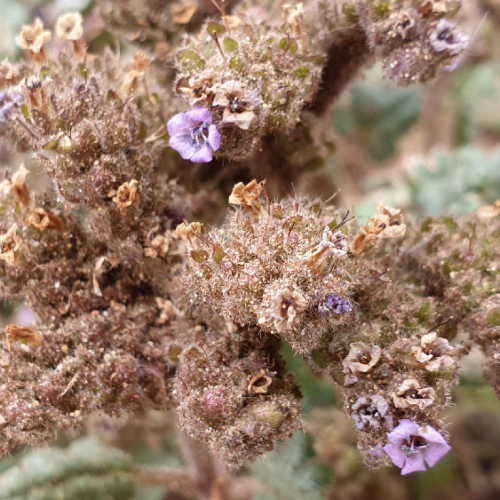 Phacelia integrifolia ou Phacélie. La Puna.