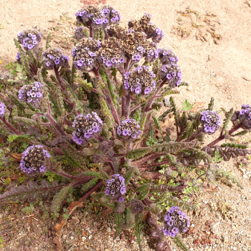 Phacelia integrifolia ou Phacélie. La Puna.