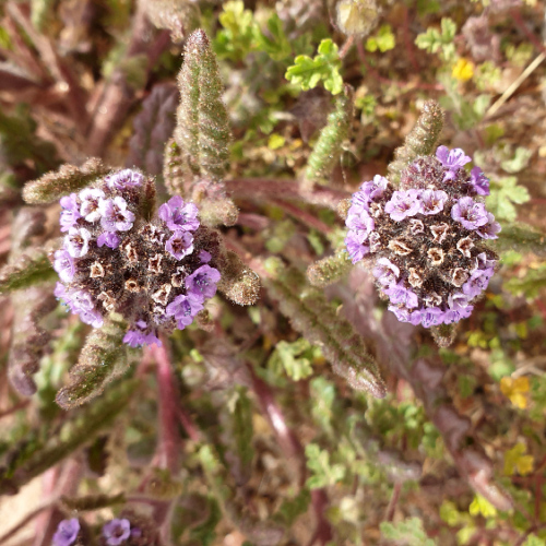 Phacelia integrifolia ou Phacélie. La Puna.