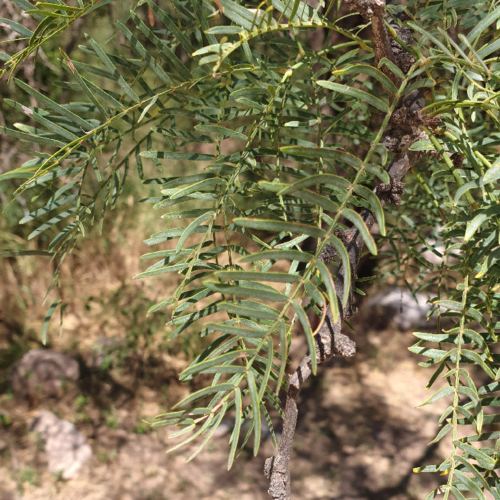 Prosopis chilensis ou Algarrobo banco. La Puna.