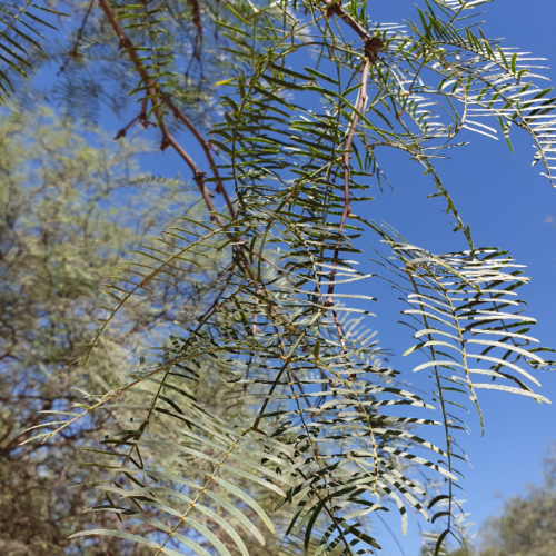 Prosopis chilensis ou Algarrobo banco. La Puna.