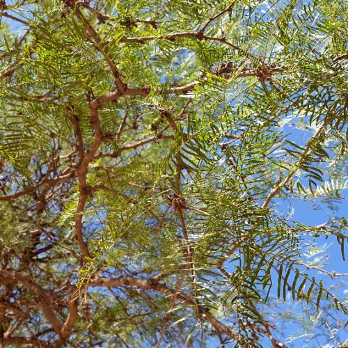 Prosopis chilensis ou Algarrobo banco. La Puna.