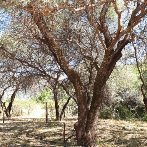Prosopis flexuosa ou Mesquite tortueux. La Puna.